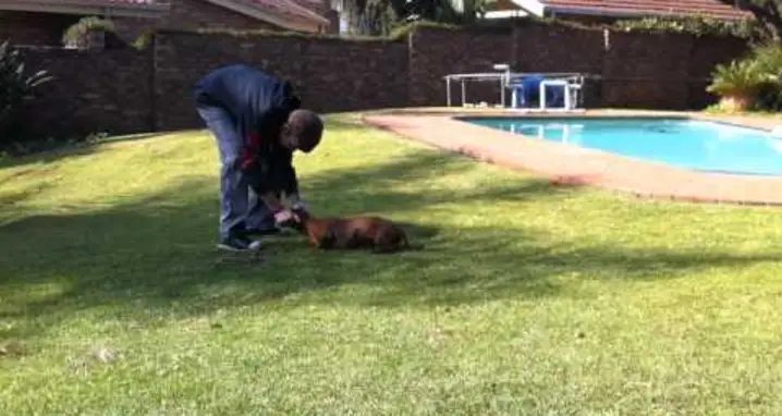 Frikkie The Dog Fails At Fetching
