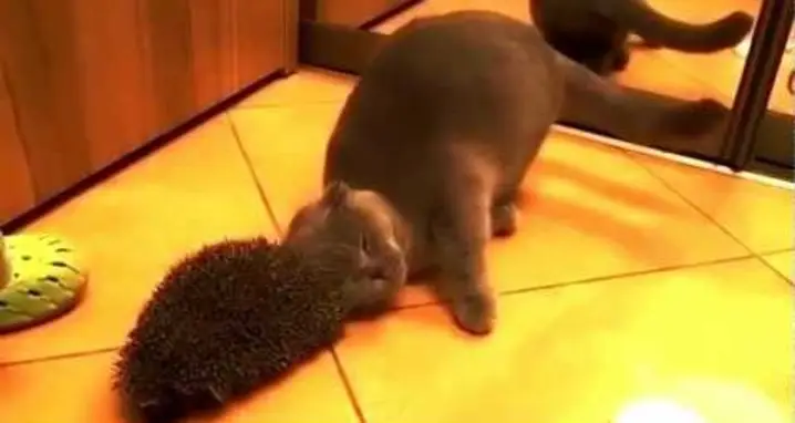 Cat Uses Hedgehog As A Brush