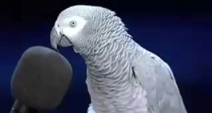 Meet The Smartest Bird Ever