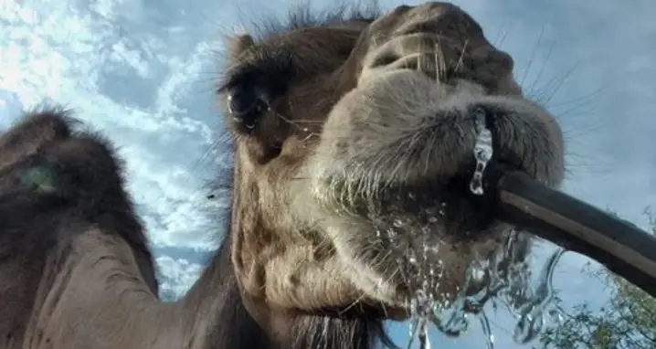 One Thirsty Camel