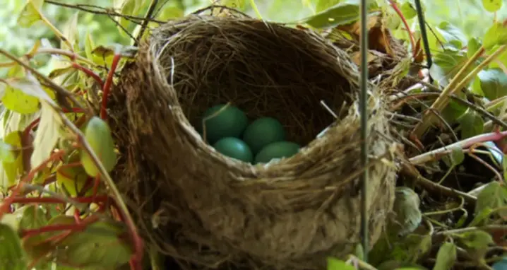 From Egg To Birds: A Robin Raises A Family