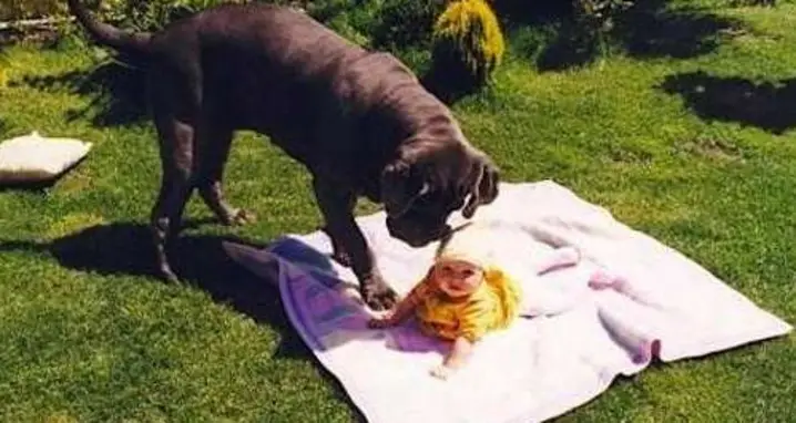 A Baby And A Mastiff