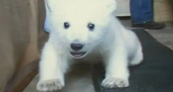 A Baby Polar Bear Learns To Walk