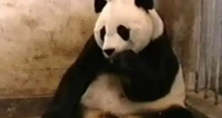A Sneezing Baby Panda