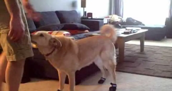 Dog Wears Boots For The First Time