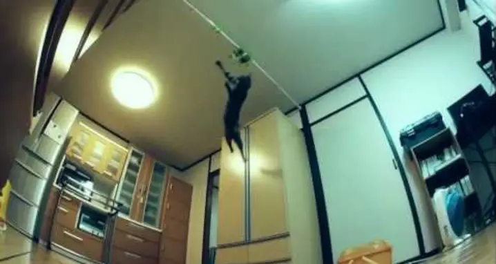 An Incredible Jumping Cat