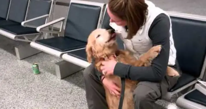 Golden Retriever Greets Her Owner Returning From Afghanistan