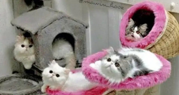 The Fluffiest Cats On Instagram