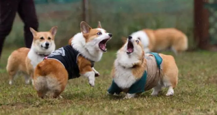 The 20 Most Ridiculous Corgis Pictures Ever