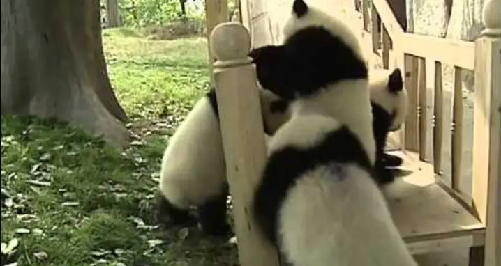 Pandas On A Slide