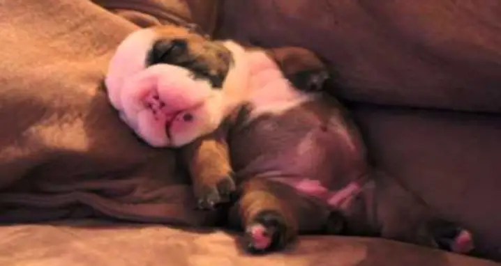 The Most Adorable Bulldog Puppy Sleeping