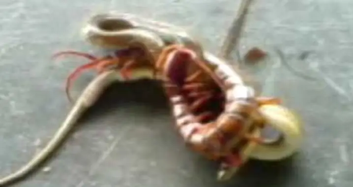 The Largest Insect In The World Eats A Snake