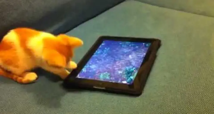 A Confused Kitten And An iPad