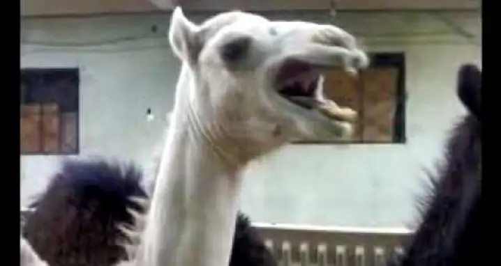 An Absurd Camel Laugh