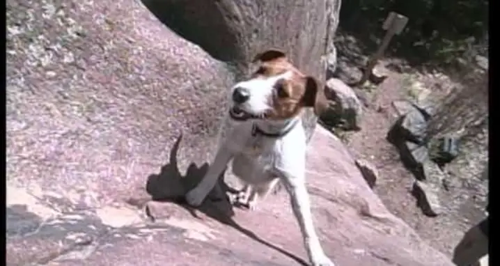 Meet Biscuit, The Rock Climbing Dog