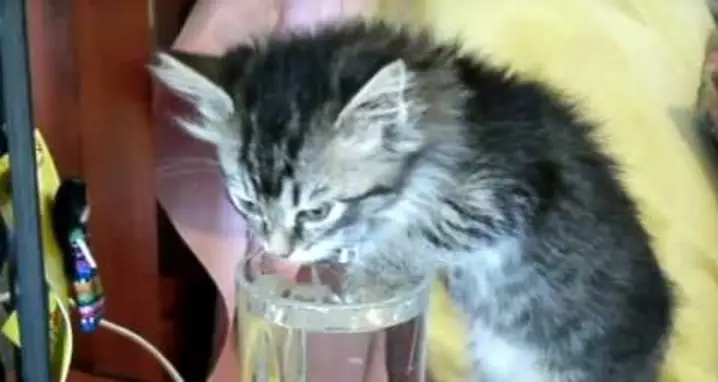 A Thirsty Little Kitty