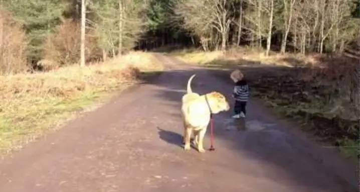 Toddler And Dog, Best Friends