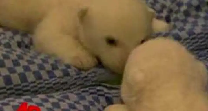 Baby Polar Bear in the Mirror