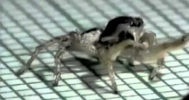 Cuba Pete, The Rumba-Dancing Spider