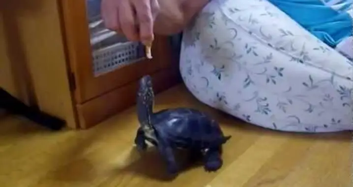 A Turtle On It’s Hind Legs