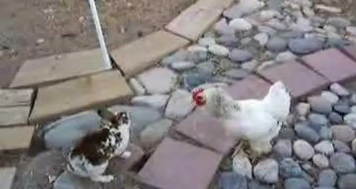 The Chicken Police