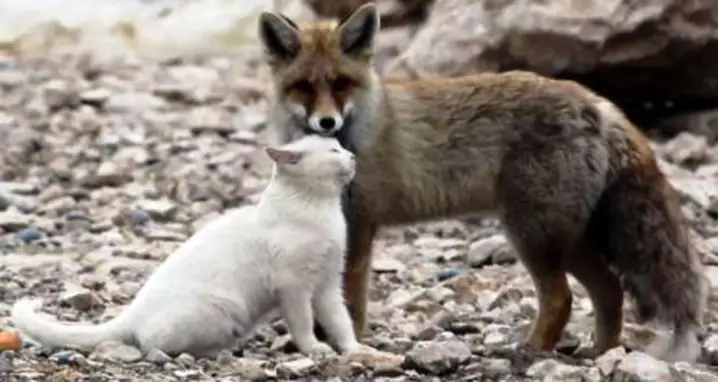 When A Cat & Fox Become Friends