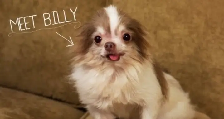 Meet Billy, The Dog Rescued From A Puppy Mill