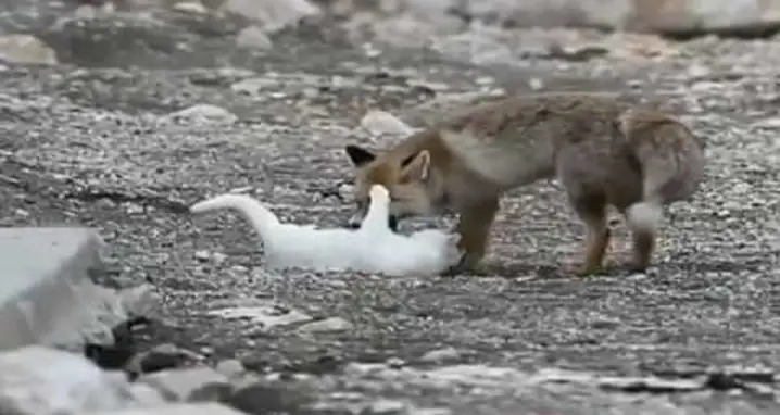 Cat And Fox Become Friends In China