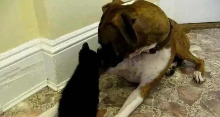 A Giant Dog Meets A Tiny Kitten