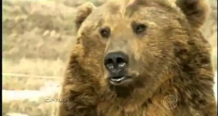 Brutus, The Pet Grizzly Bear