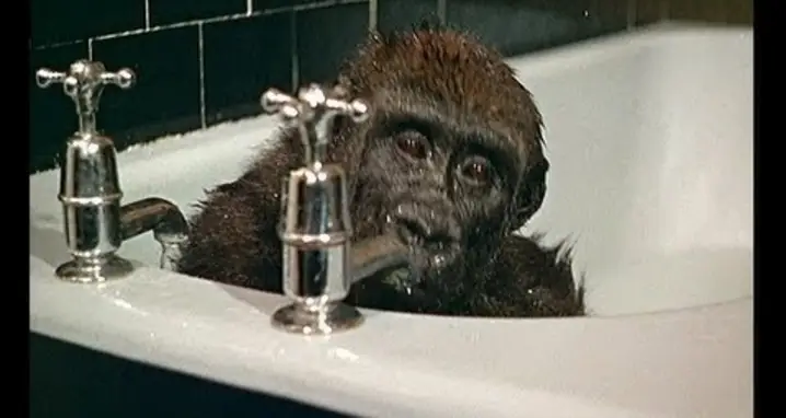 Baby Gorilla Takes A Bath
