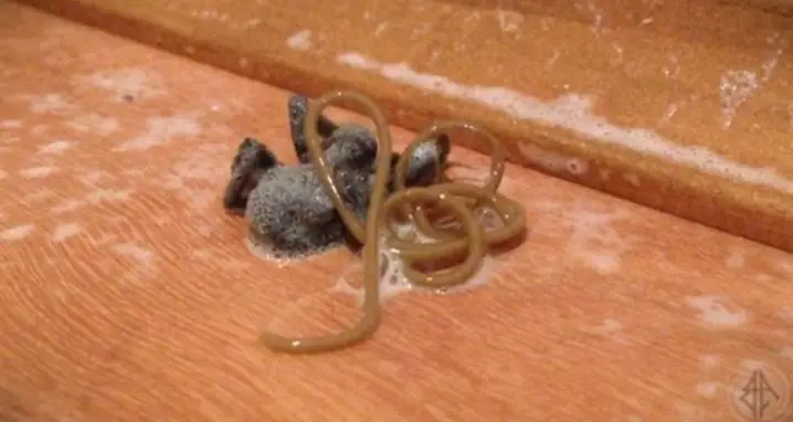 Parasite Emerges From Dead Spider