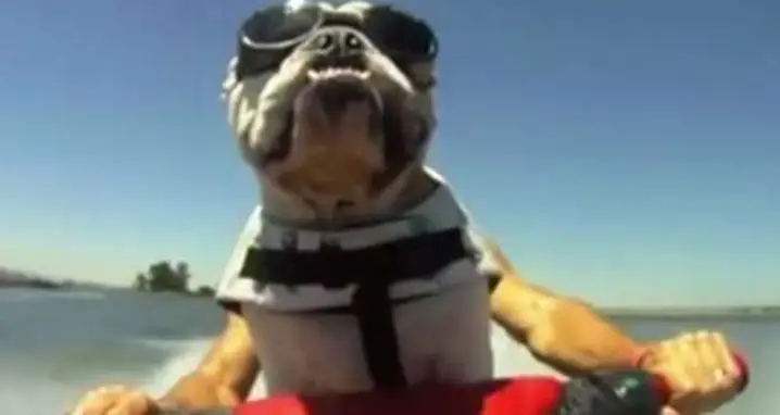 A Jet Skiing Bulldog