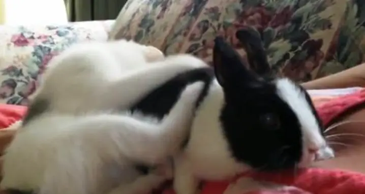 A Rabbit-Cleaning Cat