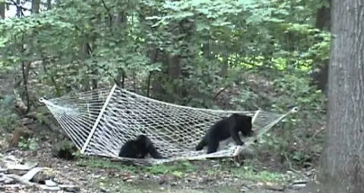 Bear Cubs Meet Hammock
