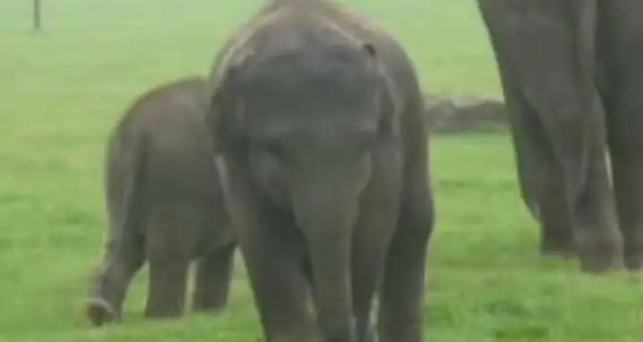 Baby Elephants Play With Each Other