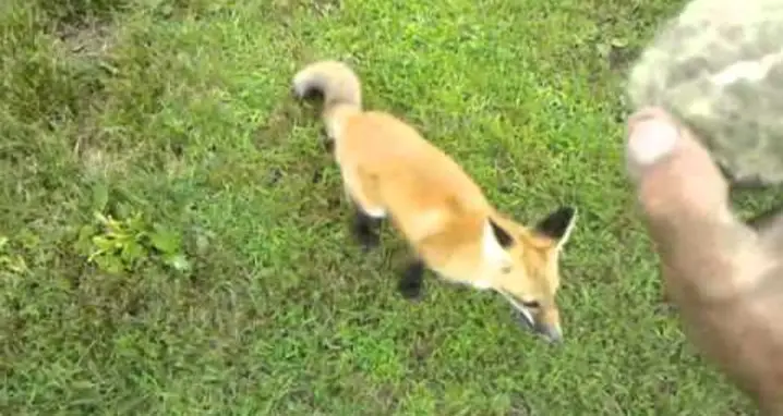 Owning A Pet Fox Is Awesome