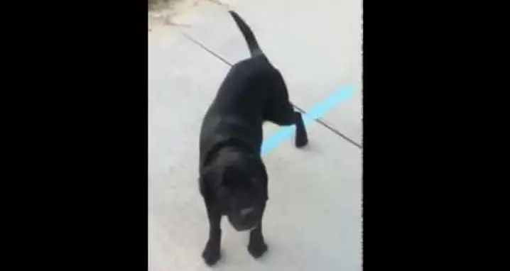 Dog Taught To Fetch His Deaf Companion