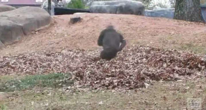 Gorillas Love To Play In Leaves