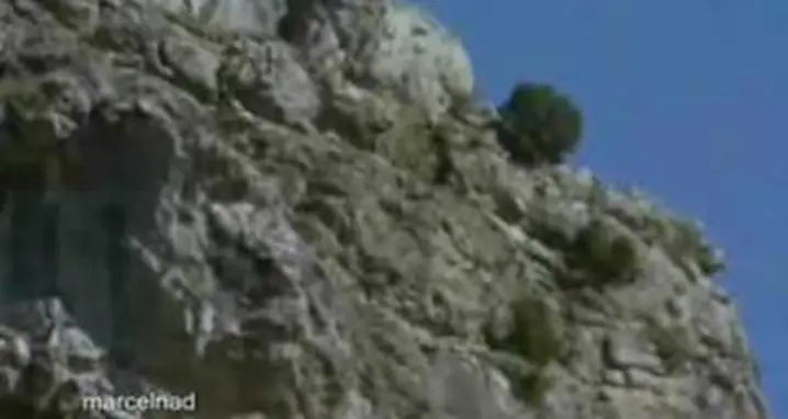 Golden Eagle Drags A Goat Off A Cliff