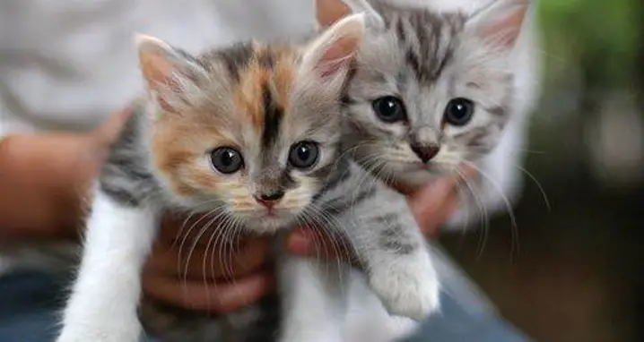 The 28 Cutest Kitten GIFs Ever