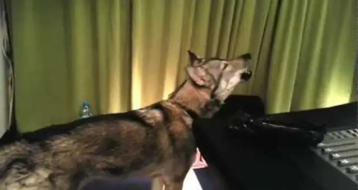 Dog Reacts To Wolf Howling Video