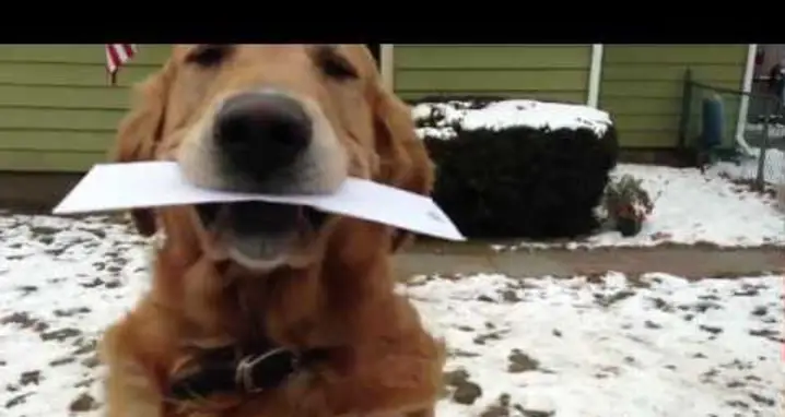 Dog Takes In The Mail