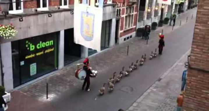 Geese Marching Band Precession