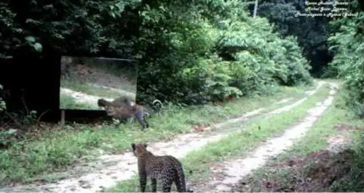 Leopards Try To Understand A Mirror In The Forrest