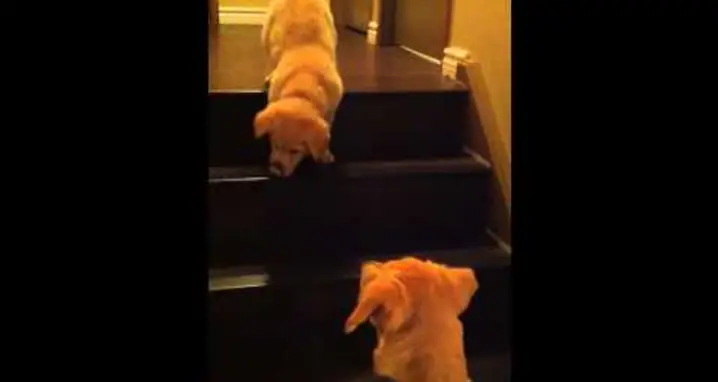 Mom Dog Teaches Puppy To Go Down Stairs