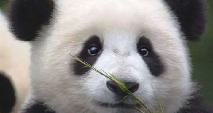 The 20 Cutest Panda GIFs Of All Time