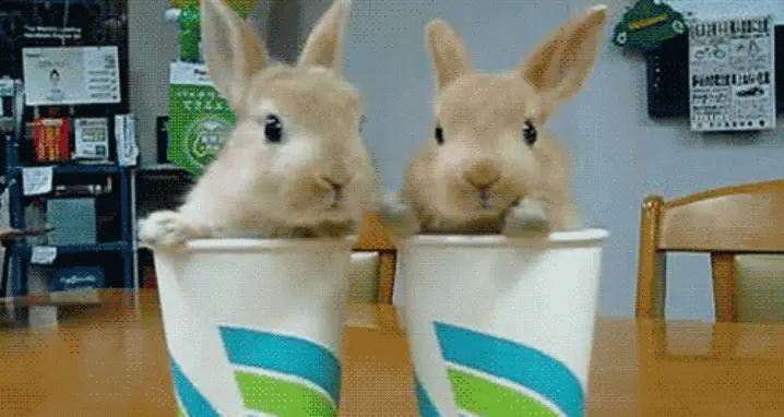 The 25 Cutest Baby Animal GIFs Ever Seen