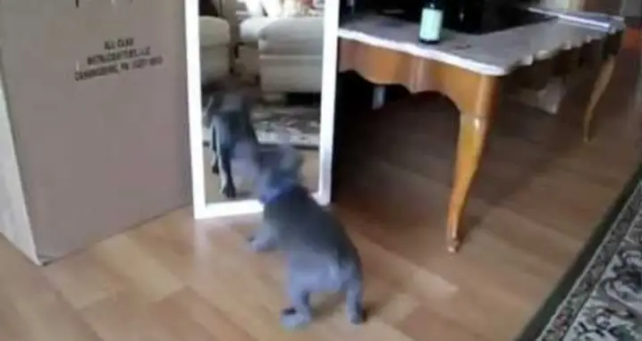 Kittens And Puppies Discover Mirrors