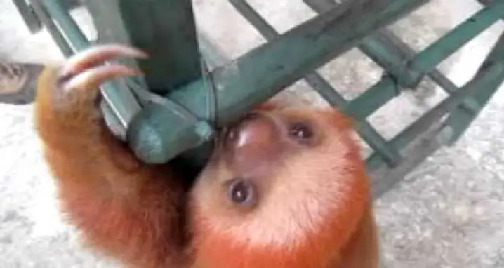 A Crying Baby Sloth